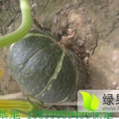 清苑南瓜著名品牌牛庄魏晓恒诚信合作