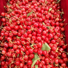 2016大荔樱桃收购工作全面开展