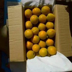 大荔范家翟江涛5月金太阳杏杏子