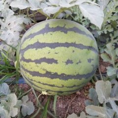 陕西大荔8424西瓜口感爽口