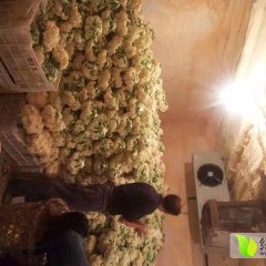 屏南菜花假一赔十,岭下张松诚信合作
