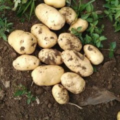 河南新野荷兰十五土豆何去何从