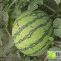 来凤西瓜名优产品,县城陈朝贵诚信合作