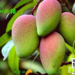 2016仁和芒果抓住商机无限