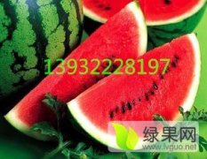 清苑全昆王朋帅5月京欣西瓜