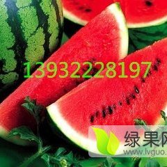 清苑全昆王朋帅5月京欣西瓜