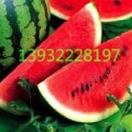清苑全昆王朋帅5月京欣西瓜