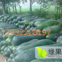 河北清苑子弹头黑皮冬瓜火热上市