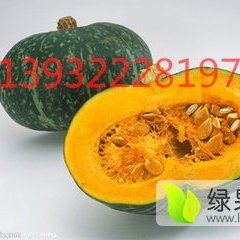 2016清苑南瓜值得出手