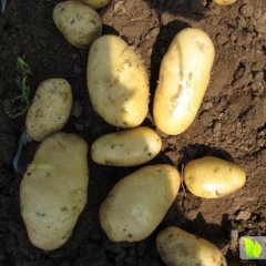 山东安丘荷兰十五土豆质量上乘