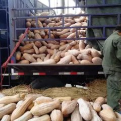 淅川县金霖金韩密本南瓜种植合作社