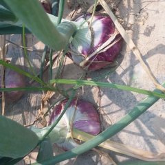 滑县滑县常卫鹏5月红皮洋葱