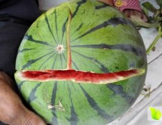 驻产地基地代办麻全亮诚信合作