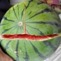 驻产地基地代办麻全亮诚信合作