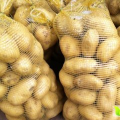 通许开封杜辉5月荷兰十五土豆