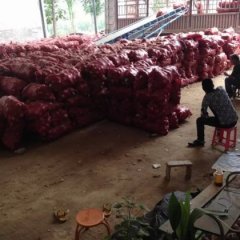 山东安丘红皮洋葱营养丰富