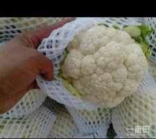 永年河西王路平5月雪玉菜花