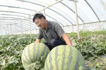 甜王系列价格