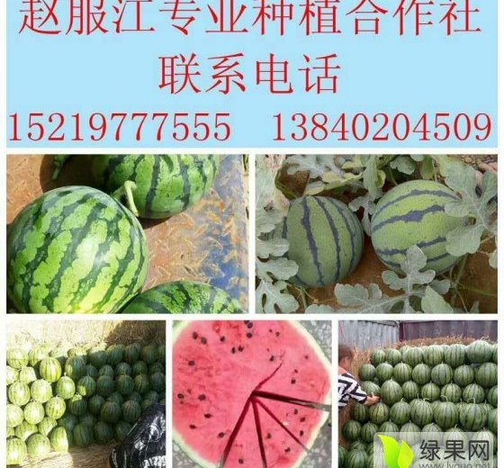2016年辽宁沈阳地雷瓜价格