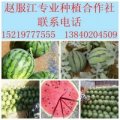 2016沈阳西瓜俏销大江南北