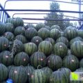 陕西蒲城西瓜大量上市欢迎合作