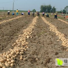 2016昌黎土豆值得出手