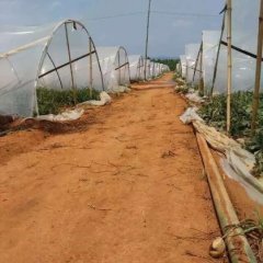 勐海麒麟西瓜价格你说了算