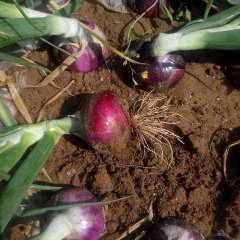 安丘赵戈于永存5月红皮洋葱