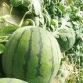 山东省齐河县大面积京欣西瓜种植基地