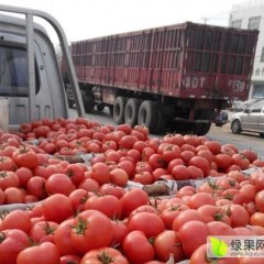 美国红粉佳人西红柿，耐运输，色泽好
