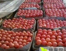 2016济阳西红柿收购工作全面开展