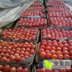 2016济阳西红柿收购工作全面开展