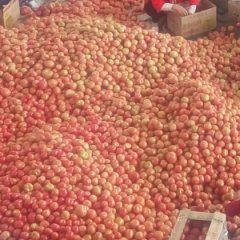 永年小西闫素彩5月硬粉西红柿