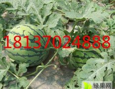 夏邑西瓜绿色无公害批发代购西瓜基地8424供应