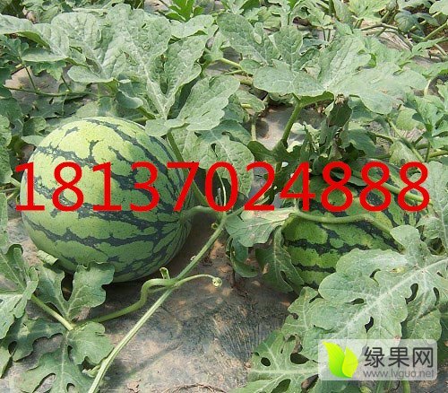 2016年河南夏邑8424西瓜价格