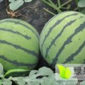 2016界首西瓜再不来就没机会了！