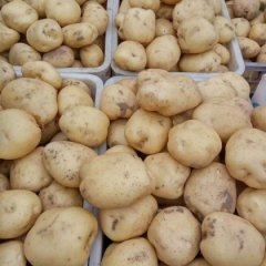 昌黎土豆火热上市,新集梁娇诚信合作