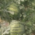 2016德州平原县西瓜今年价格有看点