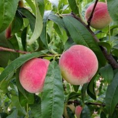 湖北枣阳春雪蜜桃品质优良