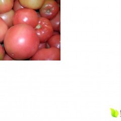 民权白云杨文岭8月夏宝西红柿