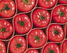 内蒙古宁城今年的西红柿有硬粉，还有大红