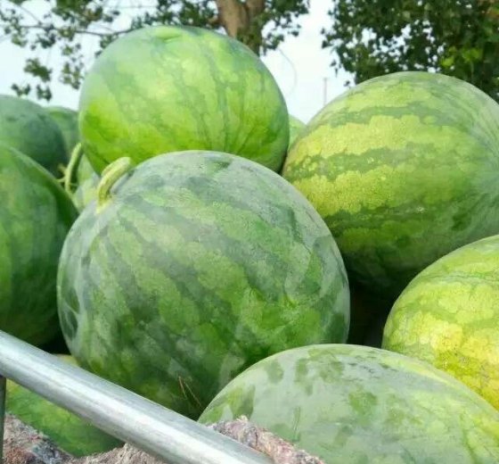 花皮无籽价格