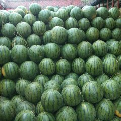 2016蒲城西瓜收购工作全面开展