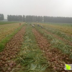 山东安丘红皮洋葱早买早赚