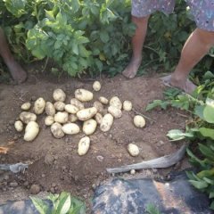 通许土豆火热上市中厉庄云雷诚信合作