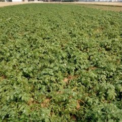 2016新野土豆现在订货有惊喜