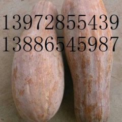 湖北嘉鱼金韩密本南瓜：潘家湾邓自发