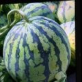 安徽峰鑫合麒麟瓜果种植有限公司