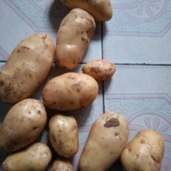 滕州陆地土豆大量出土，土豆颜色鲜亮