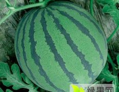 蒲城龙阳马云龙5月京欣西瓜